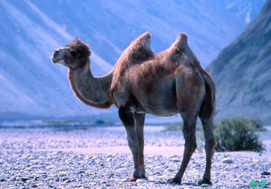 Double Hump Camel Is Found In Leh And Kargil / The fur or coat on a